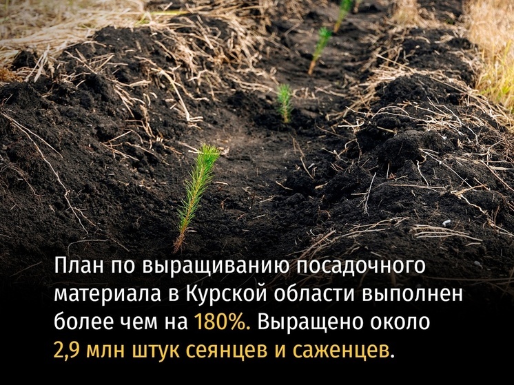 Минприроды Курской области в 2023 году выполнило план по проекту «Сохранение лесов»