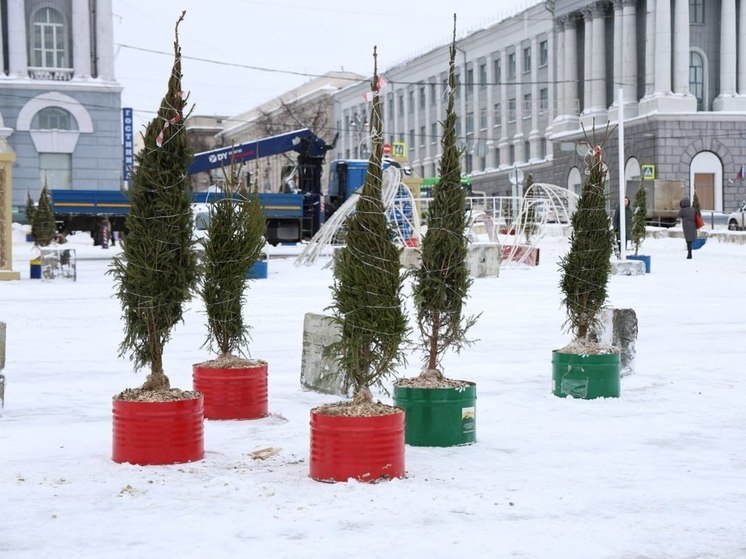 На Красную площадь Курска привезли живые ели