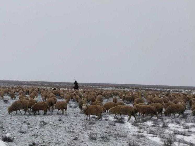 В Калмыкии безработный обокрал сельского фермера