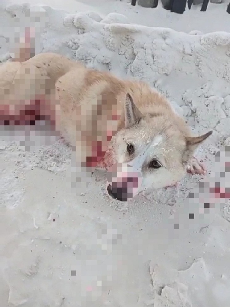Пса пришлось усыпить: сбившего собаку в Муравленко автомобилиста лишили прав
