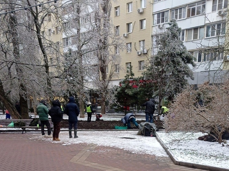 В центре Ростова сажают цветы в мерзлую землю