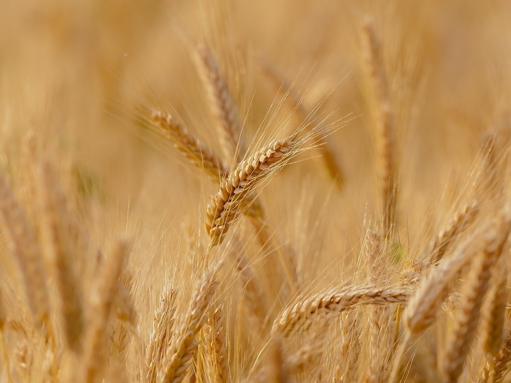 В этом году из Тюмени экспортировали более 150 тысяч тонн зерна