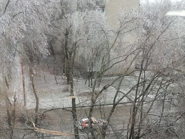 В Ростове упавшее дерево перегородило дорогу на Туполева