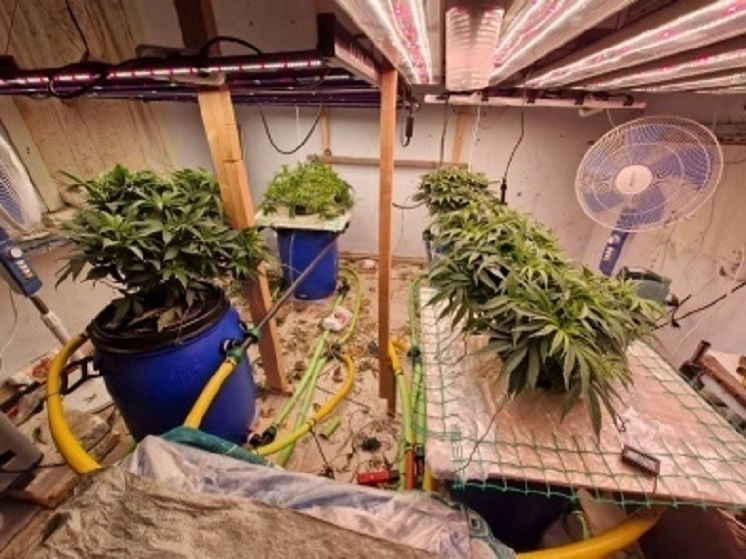 В Сочи задержали подозреваемого в выращивании конопли на даче и изготовлении марихуаны