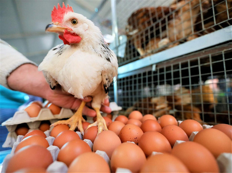 На Кубани с начала года нарастили производство мяса птицы и яиц