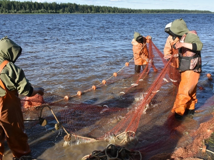 Власти Тазовского района пытаются добиться корректировки запрета на неводной вылов рыбы