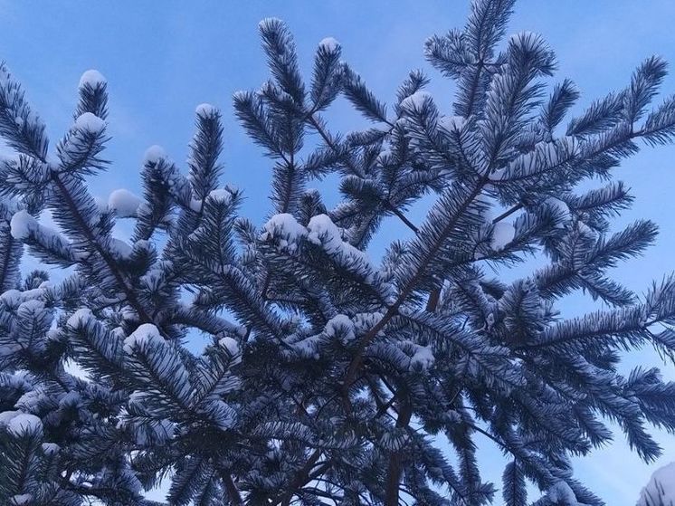 Жителям Ленобласти пообещали снег и до -15 градусов 16 декабря