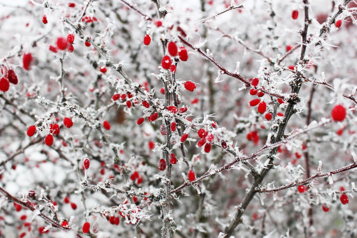 16 декабря интенсивность снегопада на территории Ивановской области снизится