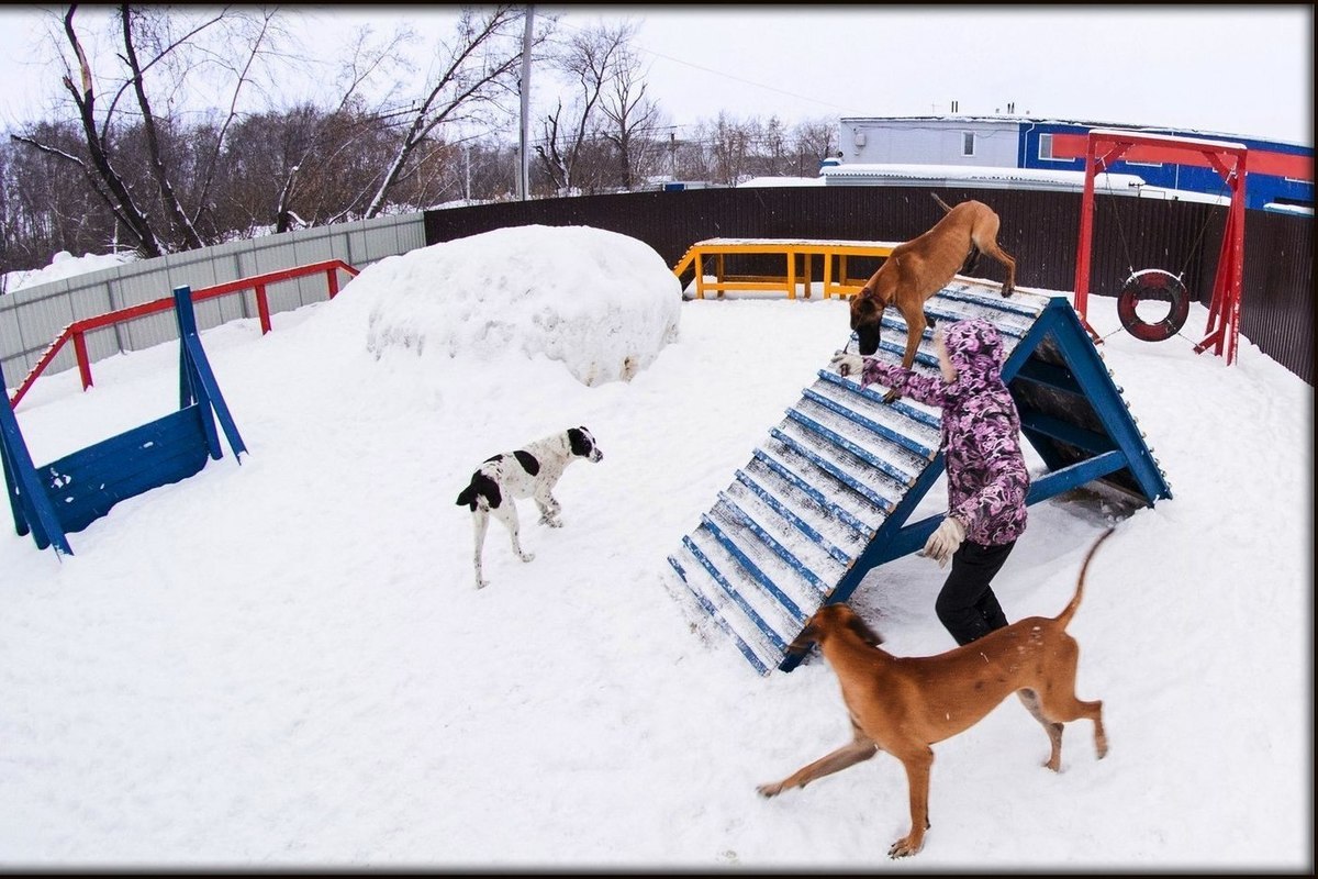 В Костроме откроют ещё одну площадку для выгула собак