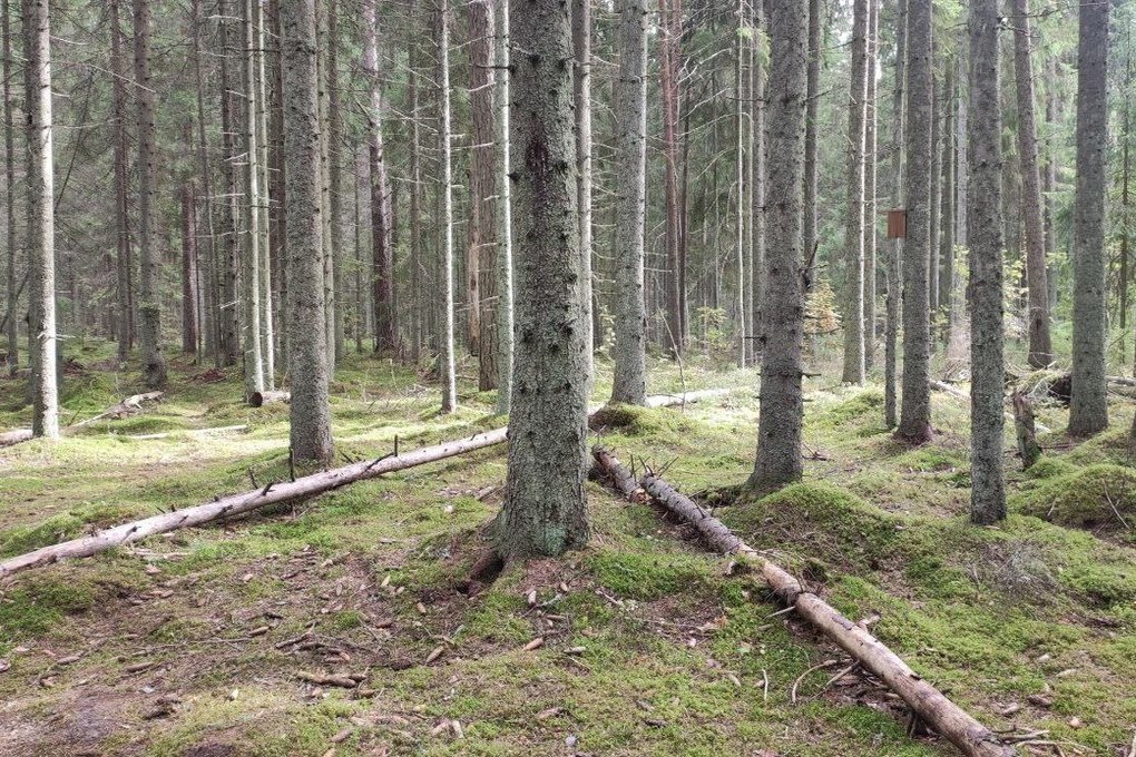 Ленобласть заняла второе место по лесным посадкам в России