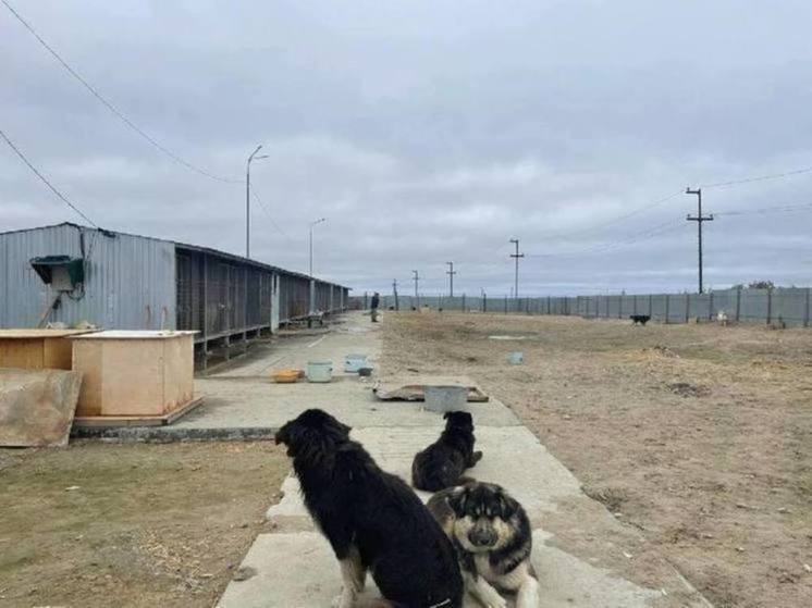 В Тазовском районе отловленных бездомных псов решили не выпускать обратно на улицу