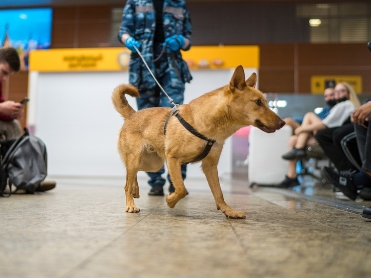 В Запорожской области идет вакцинация служебных собак