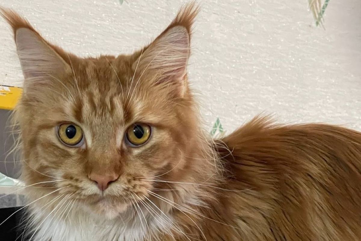 Кот из Шатуры вошел в рейтинг скандально популярных котов России
