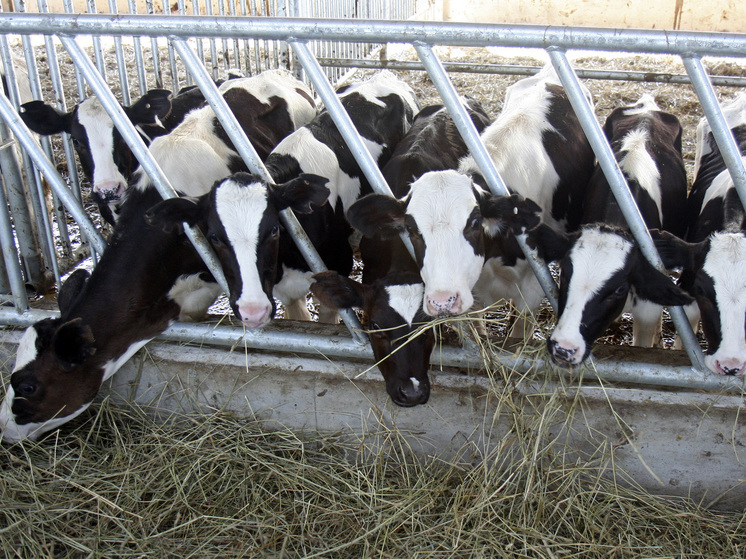 Гладков: 12 коров погибли при сбросе взрывчатки с БПЛА в Белгородской области