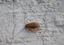 Сегодня, 16 декабря, в социальной сети появилось фото усатого насекомого, которое разместил кемеровчанин и сообщил, что встретил таракана в столовой Кемеровского госуниверситета