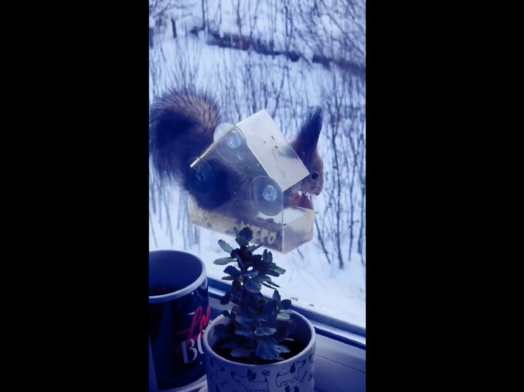 Странные пушистые птицы наведались в кормушку в Петрозаводске