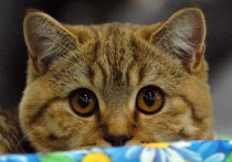 Один в запертой красноярской квартире кот прожил целый месяц
