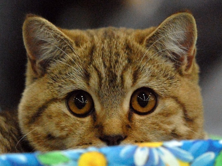 В Красноярске кот месяц прожил в запертой квартире