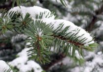 В Роспотребнадзоре посоветовали покупать живую елку не раньше, чем за неделю-полторы до Нового года