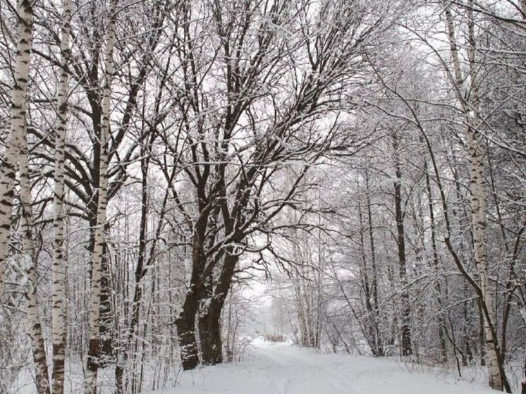 Подмосковье встречает первую оттепель наступившей зимы
