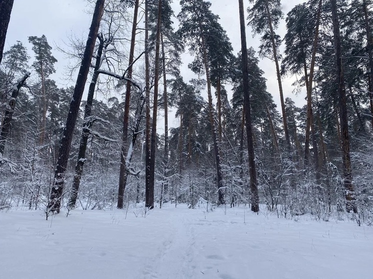 В преддверии Нового года в лесах Рязанской области усилят охрану
