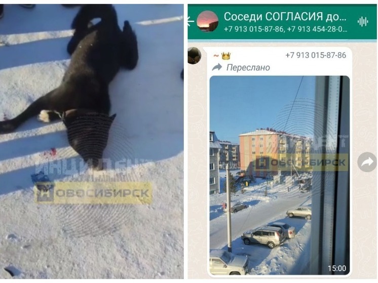 Живодер из Новосибирска сбросил своего пса с пятого этажа