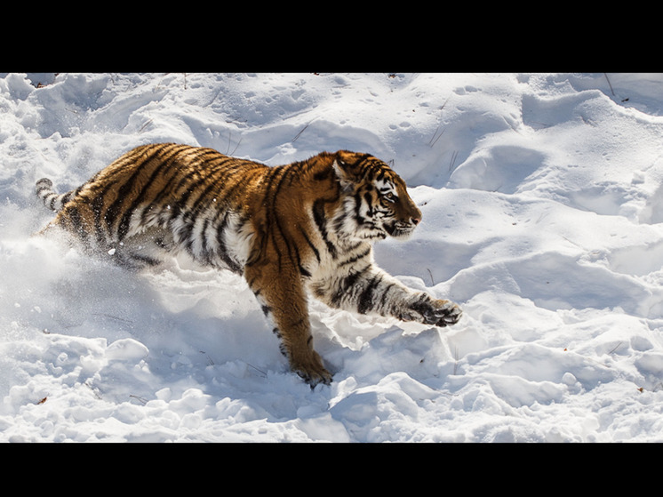 Появилось видео пойманного в Приморье конфликтного тигра
