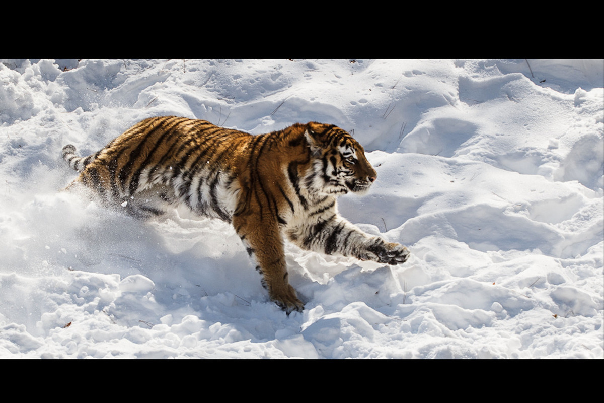 A video of a conflict tiger caught in Primorye has appeared