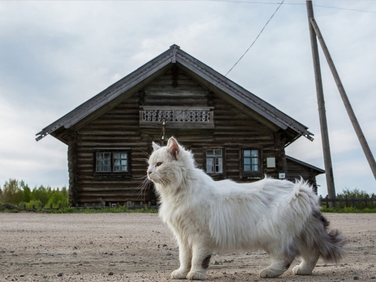 Деревню в Карелии признали одним из самых живописных мест в России