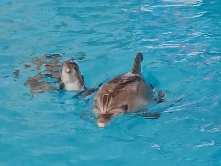 В дельфинарии Набережных Челнов появился на свет детеныш