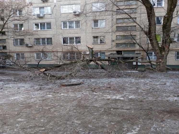 В Ростове на 2-й Краснодарской сломанная ветка повисла на ЛЭП
