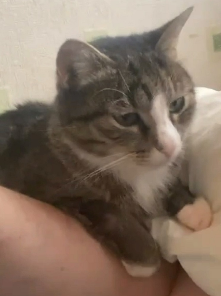 В сети появилось видео с довольным котом Гришей из Тверской области