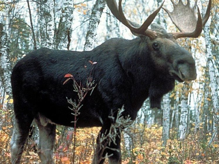 Водитель случайно сбил лося на дороге в городском округе Шатура