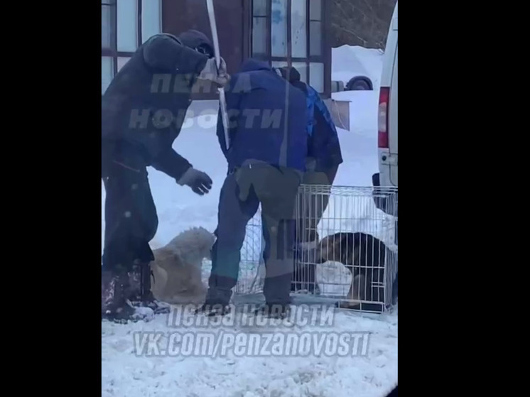 Пензенцы рассказали о жестоком обращении с собаками при отлове животных