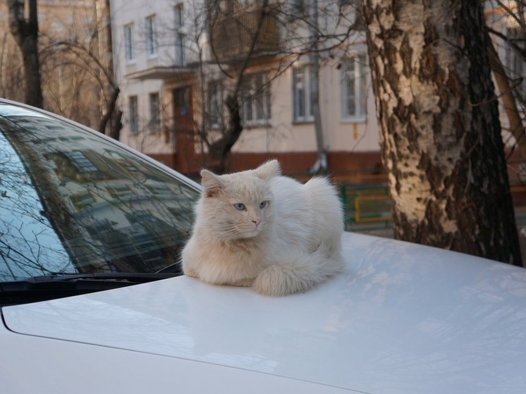 Российский кот забрался в дорогой Porsche и нагадил в нем