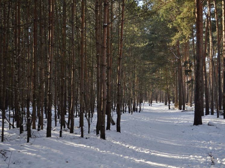 Калининградцам объяснили, чем может обернуться кража елки из леса