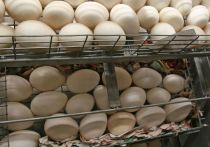 Цены производителей на куриное яйцо могут снизиться в течение ближайшего месяца — полутора