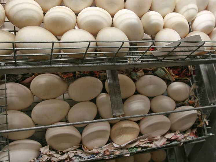 В ФАС рассказали, когда ждать снижения цен производителей на яйца