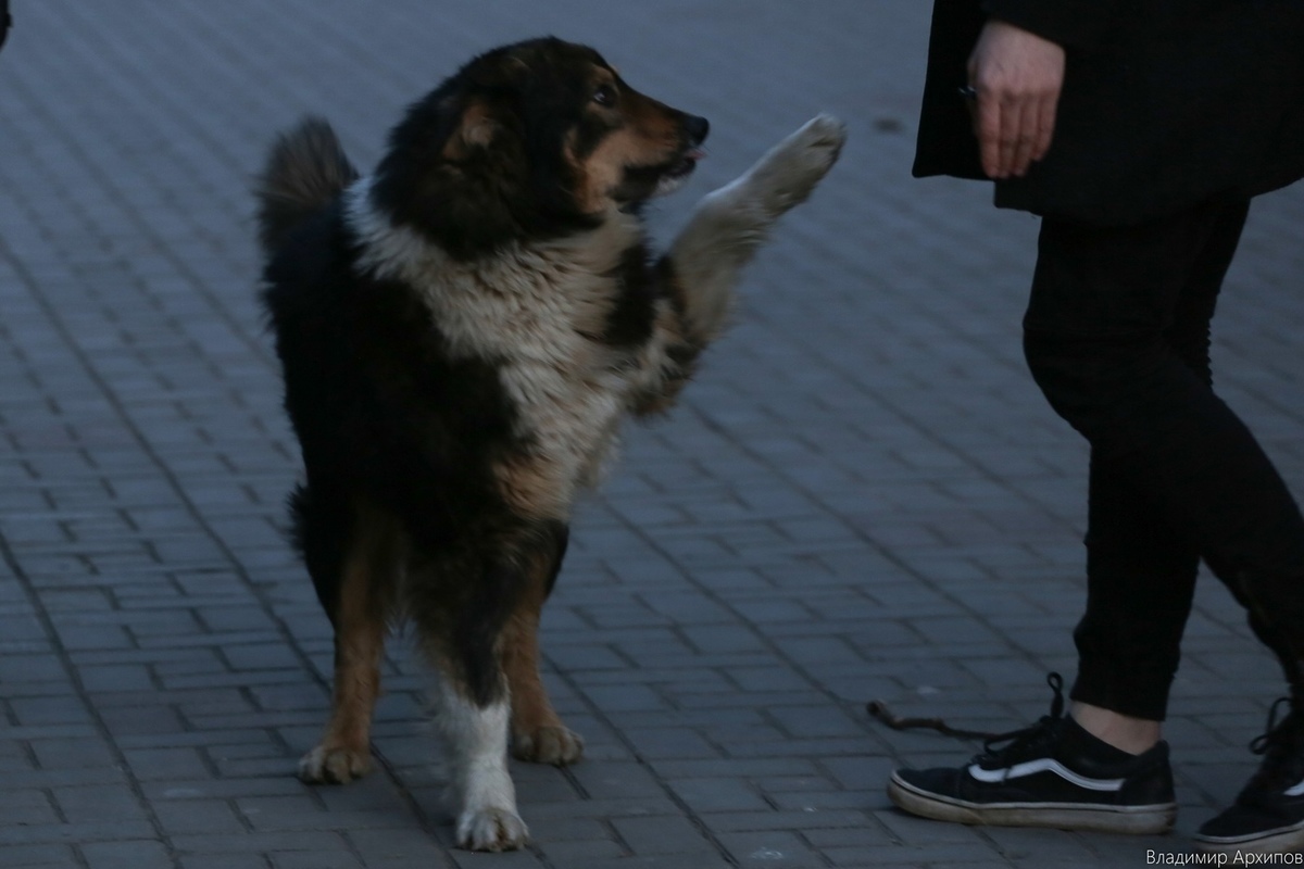 Астраханка добилась компенсации после нападения бездомной собаки на дочку
