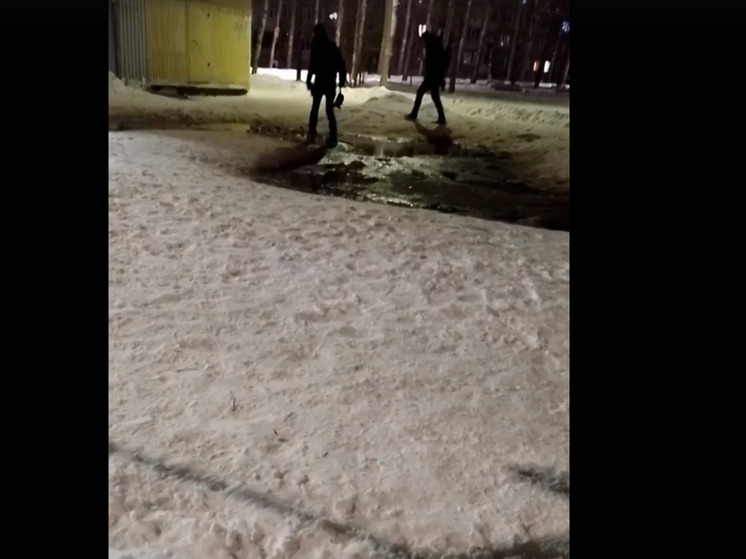 В Ярославской области местные алкоголики начали убивать ручных уточек
