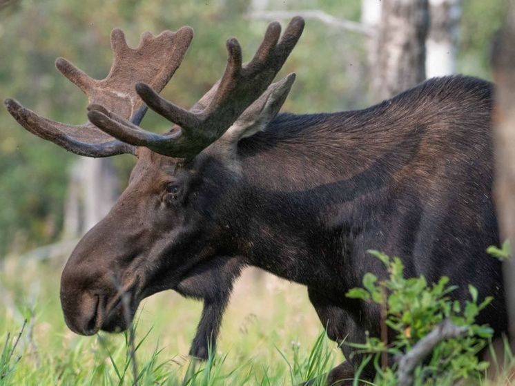 Браконьеры распоясались в подмосковных лесах