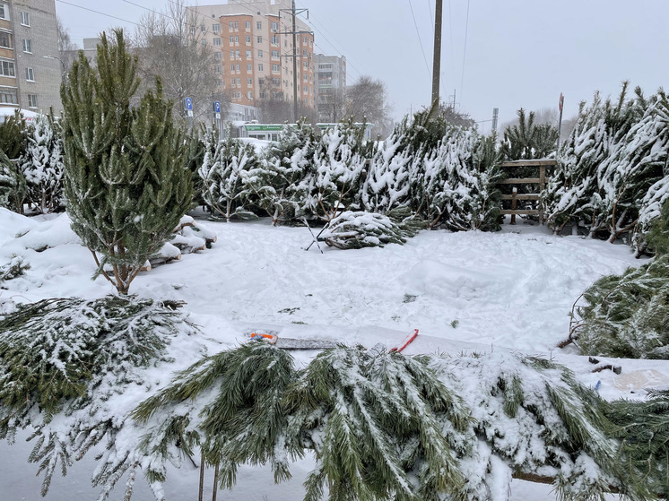 С 18 декабря в Рязани начали работать ёлочные базары