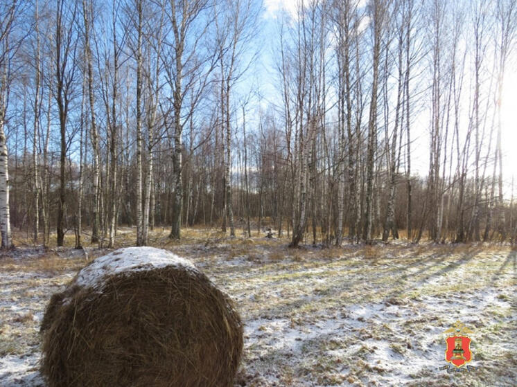 В Тверской области мужчины «нарубили дров» на три миллиона и четыре года
