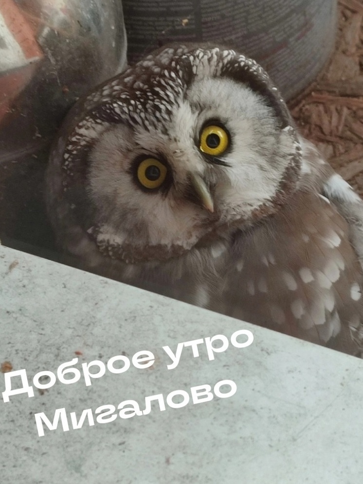 Гостья из Хогвартса: на балкон тверитянки залетела сова