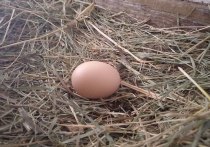 Торговые сети в Забайкалье могут включить яйца в список продуктов, указанных в меморандуме о сдерживании цен