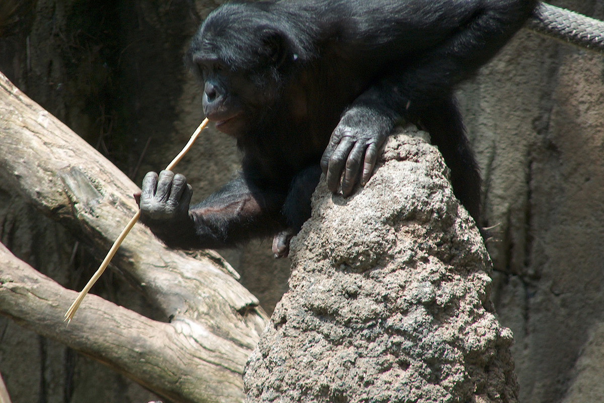 шимпанзе. орудие труда обезьян. орудия труда шимпанзе. орудия труда шимпанзе. орудия труда шимпанзе.