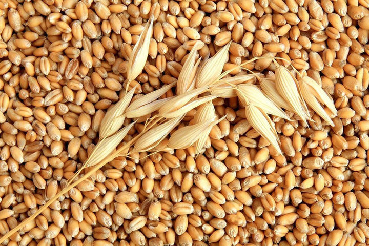 В Запорожской области в 2023 году было собрано 2,5 млн тонн зерна