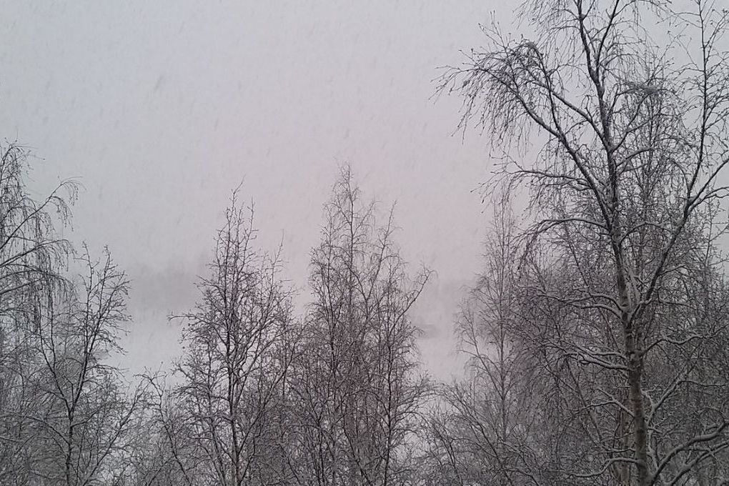 Жителям Ленобласти пообещали сильный ветер и до +3 градусов 20 декабря