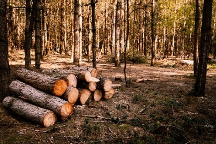 Нарушителей лесного пользования в Кировской области отслеживают искусственным интеллектом