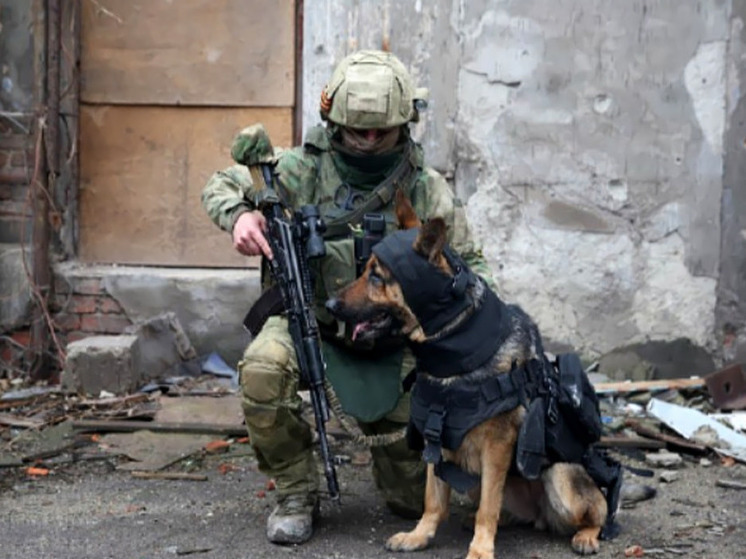 Минно-взрывную экипировку для служебных собак испытали в ДНР
